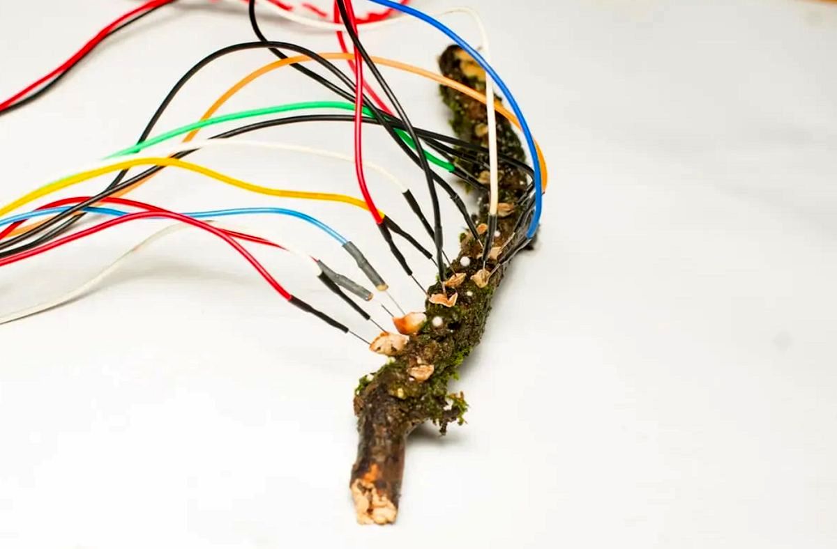 ساخت کامیپوتر زنده مبتنی بر قارچ به دست دانشمندان میسر شد