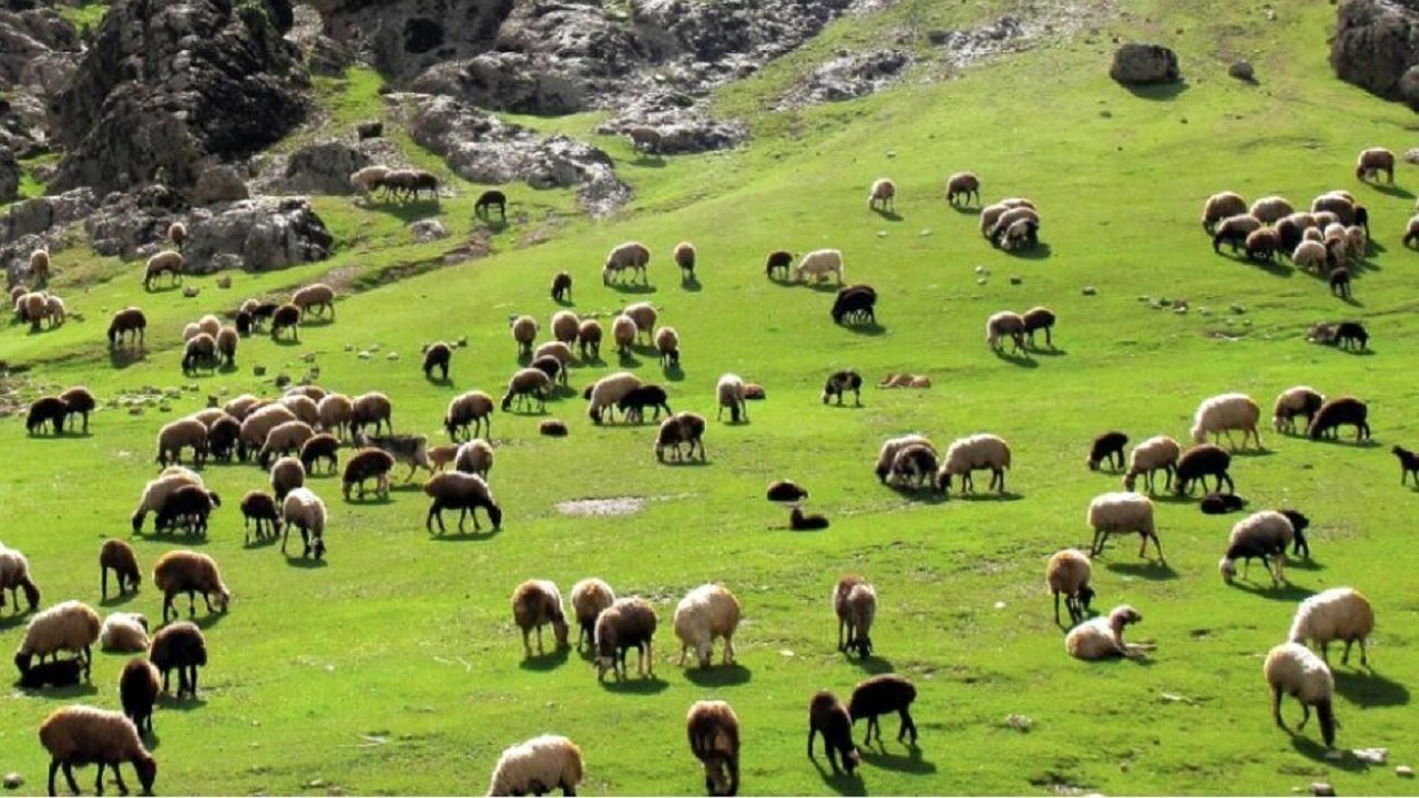 تولید قراردادی ۳ میلیون راس دام عشایر راهحلی برای تعدیل بازار