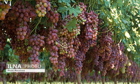 دلیل توقف آب انگور گیری در تهران چیست؟