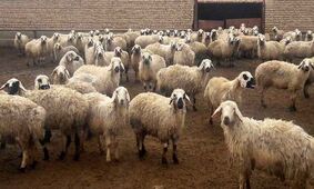 های جدید دام زنده؛ گوسفند در کدام استان ارزان‎تر است؟ 