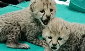 یکی از این دو تا یا هر دو عروس پیروز می شدند؛ اگر زنده مانده بود!