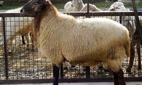 قیمت جدید دام زنده اعلام شد/ گوسفند و گوساله در 16 آبان 1404 چقدر گران شد؟