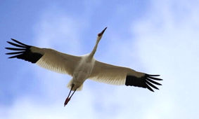 تنهاترین پرنده جهان تصمیم به ازدواج گرفت ؟! / بالاخره تصمیم گرفت از تنهایی دربیاید !