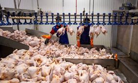 قیمت واقعی مرغ اعلام شد / وزیر پاسخ داد
