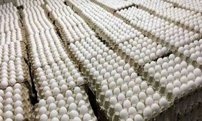 تخم‌ مرغ گران‌ تر شد! + کاشانی چه گفت؟