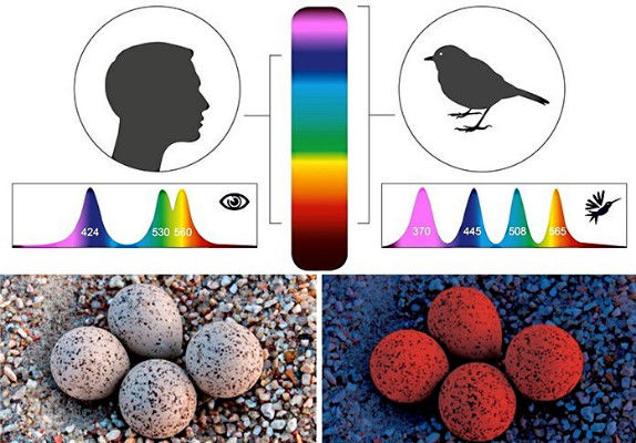 بینایی پرندگان