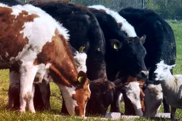 جدیدترین قیمت دام زنده ۱۷ تیر ۱۴۰۴ + جدول