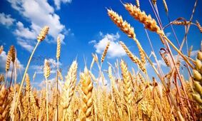 قیمت تضمینی گندم؛ تا کی باید منتظر اعلام رسمی باشیم؟