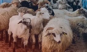 قیمت گوسفند زنده امروز پنجشنبه  ۹ مرداد ۱۴۰۴ / ارزان ترین و گران ترین استان ها مشخص شدند +جدول