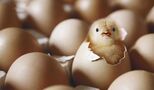  گرانی مرغ و تخم‌مرغ سر به فلک کشید / غذای مردم را به پول‌های بلوکه‌شده گره نزنید 