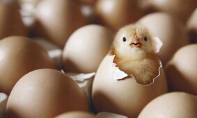 گرانی مرغ و تخم‌مرغ سر به فلک کشید / غذای مردم را به پول‌های بلوکه‌شده گره نزنید 