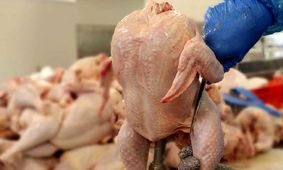 قیمت انواع گوشت مرغ / ساق مرغ ۱۸۰۰ گرمی ۲۶۰ هزار تومان شد ! + جدول