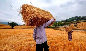 خبر مهم برای گندمکاران/ قیمت جدید گندم منتشر شد!