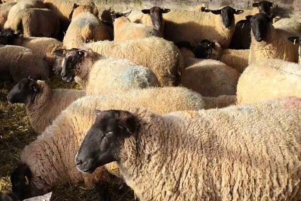قیمت گوسفند زنده امروز؛ اصفهان و فارس در صدر نرخ‌ها