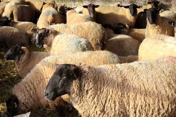 قیمت دام زنده امروز 7 اسفند 1404 + جدول