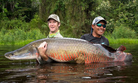 شکار بزرگترین ماهی اعجاب انگیز / نامش را آراپایما گذاشتند + فیلم