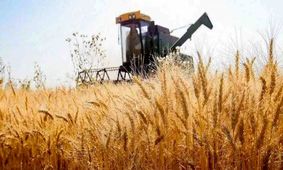 نرخ خرید تضمینی گندم بالا رفت/ فرصتی طلایی برای گندمکاران!