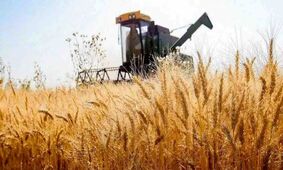 نرخ خرید تضمینی گندم بالا رفت/ فرصتی طلایی برای گندمکاران!