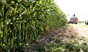 کشاورزان بدانند کجا چی  و چقدر بکارند / 50 سال تاخیر در اعلام این جزئیات!