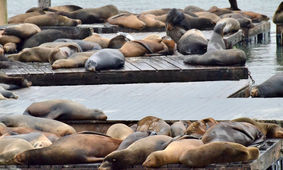 نجات فوک خزری/ راهی برای احیای زیستگاه نیمه‌جان خزر