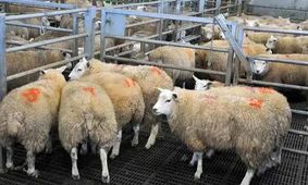 جدیدترین قیمت دام زنده امروز  10 مهر 1404 + جدول