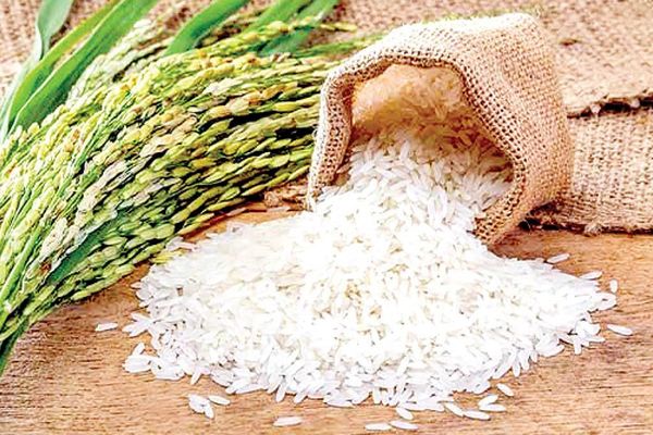 شوک به بازار برنج ایرانی؛ لیست قیمت جدید انواع برنج