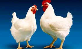 حقیقت ماجرای مصرف تریاک در مرغداری‌ها چیست؟