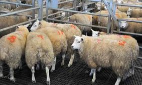 موج افزایشی قیمت دام زنده ۲۵ بهمن ۱۴۰۳  + جدول قیمت 