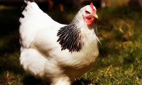 قیمت مرغ همچنان در حال اوج گرفتن / بازار مرغ آرام نمی‌گیرد !