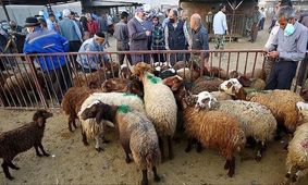 قیمت دام زنده امروز ۸ دی 1404 + جدول