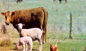 قیمت دام زنده اعلام شد / ارزان‌ترین و گران ترین استان ها کدامند؟