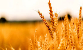 نرخ جدید خرید تضمینی گندم اعلام شد
