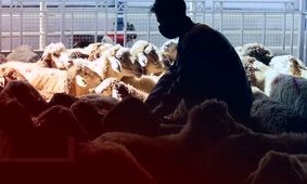 قیمت دام زنده امروز ۲۲ آبان 1404 + جدول