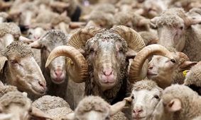 جدیدترین قیمت دام زنده ۲۴ اردیبهشت ۱۴۰۴ +  جدول قیمت