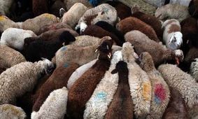 قیمت دام زنده ۱۵ اسفند ۱۴۰۳/ دام زنده تهران گران‌تر از همجا! +جدول