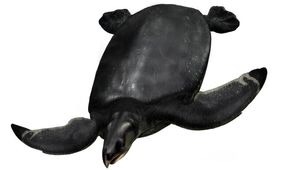 کشف فسیل لاک‌پشتی به اندازه یک خودرو
