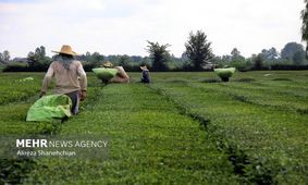 واردات چای مشروط شد