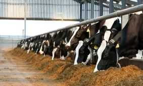 شوک بزرگ به بازار: گوشت و لبنیات کمیاب شدند!