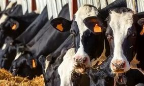 خبر رسمی درباره قیمت لبنیات که همه منتظرش بودند!