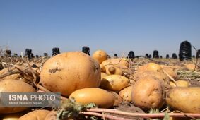 با صدور مجوز سیب زمینی قیمت ها افزایش پیدا می کند؟
