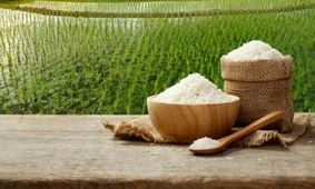 لیست قیمت انواع برنج ایرانی مهر ۱۴۰۴ / برنج هاشمی، صدری، شیرودی و...کیلویی چند شد؟ + جدول