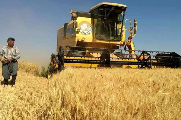آخرین خبر از پرداخت مطالبات گندمکاران/ خبری از پرداخت نیست!