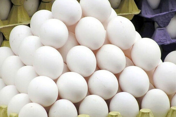 
خبر رسمی درباره قیمت جدید تخم مرغ اعلام شد
