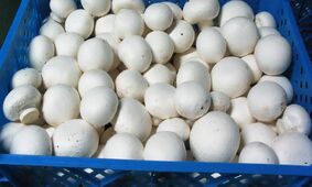 از سوپرمارکت تا میوه‌فروشی: قیمت قارچ چقدر است؟
