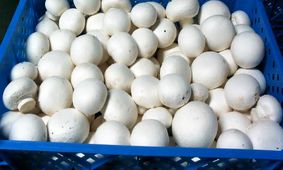 از سوپرمارکت تا میوه‌فروشی: قیمت قارچ چقدر است؟