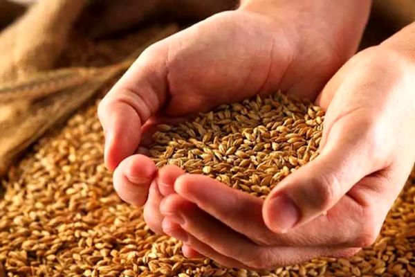 
جزئیات مهم درباره تغییر قیمت خرید تضمینی گندم اعلام شد
