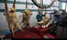 یک خبر فاجعه بار از کشتار دام