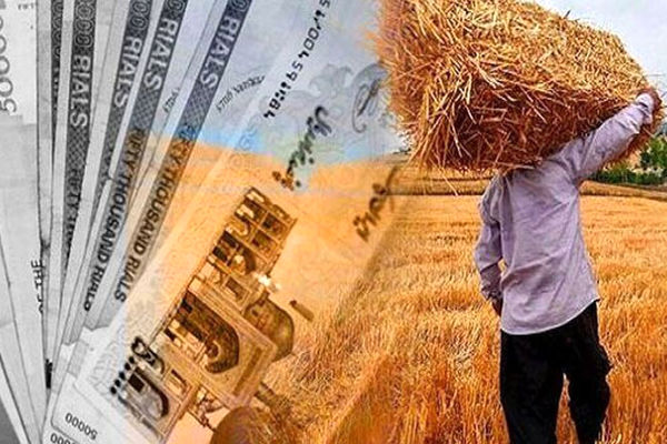 خبر خوش برای گندمکاران 
