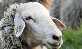 جدیدترین قیمت دام زنده در بازار امروز 27 شهریور 1404