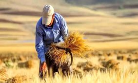  قیمت جدید گندم بالاخره مشخص شد؟ + جزییات